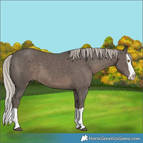 Horse Color:Silver Black Splash 