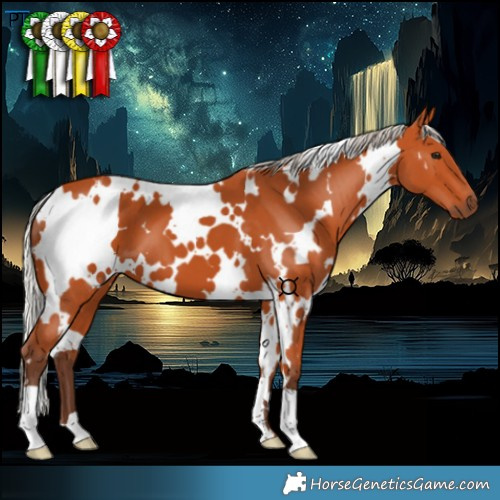 Horse Color:White Spotted Silver Bay 