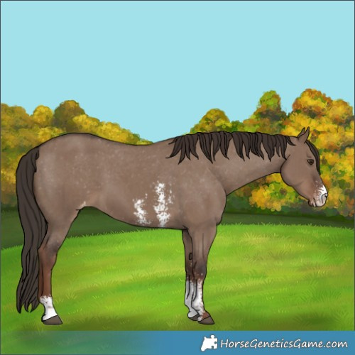 Horse Color:Liver Red Dun Sabino Appaloosa 