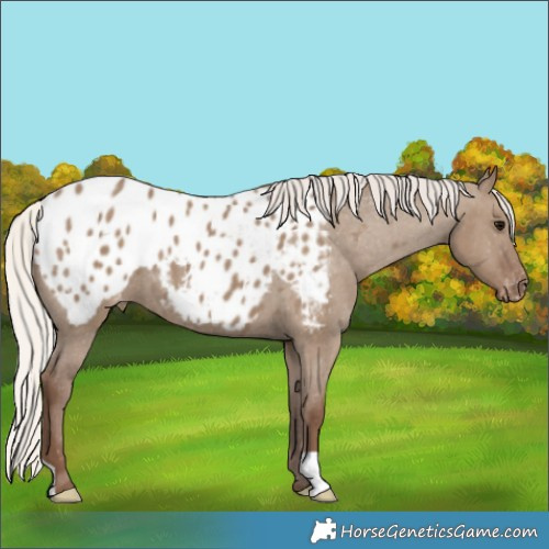 Horse Color:Silver Grullo Appaloosa 