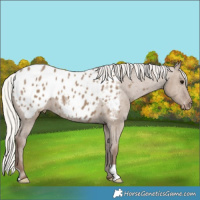 Horse Color:Silver Grullo Appaloosa