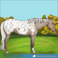 Horse Color:Silver Grullo Appaloosa 