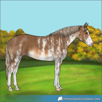 Horse Color:White Spotted Chocolate Palomino