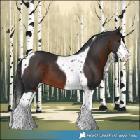 Horse Color:White Spotted Brown Splash Tobiano 