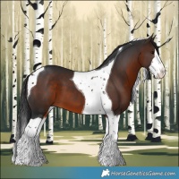 Horse Color:White Spotted Brown Splash Tobiano