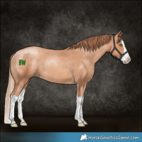 Horse Color:Gold Champagne Splash Varnish Rabicano 