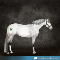 Horse Color:Gray Buckskin Roan 