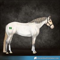 Horse Color:Buckskin Roan Varnish Rabicano 