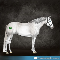 Horse Color:Gray Silver Grullo Roan Sabino Splash 