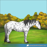 Horse Color:Black Near Leopard 
