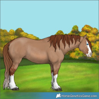 Horse Color:Red Dun Splash Rabicano 