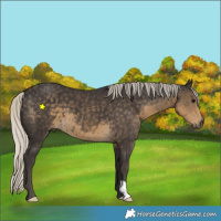 Horse Color:Silver Smoky Black 
