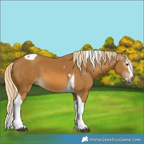 Horse Color:Gray Palomino Splash Tobiano 