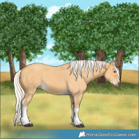 Horse Color:Silver Buckskin Dun Tobiano 
