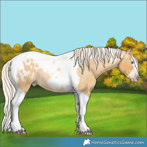 Horse Color:Gray Silver Amber Cream Champagne Roan Dun Splash Tobiano Frame Blanket Rabicano