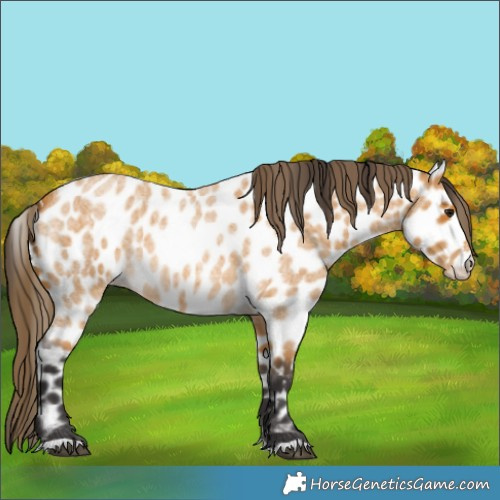 Horse Color:Buckskin Roan Leopard 