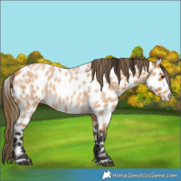 Horse Color:Buckskin Roan Leopard 