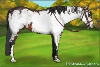 Horse Color:Bay Sabino Splash Frame 