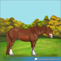Horse Color:Chestnut 