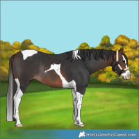 Horse Color:Brown Splash Tobiano Rabicano 