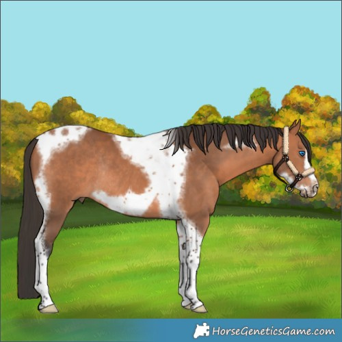 Horse Color:Bay Tobiano Frame Rabicano