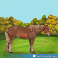 Horse Color:Chestnut 