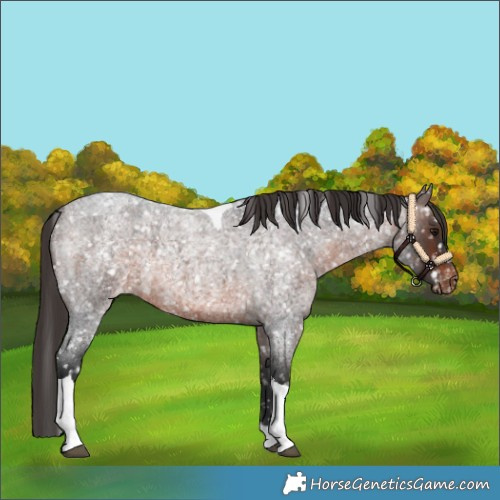 Horse Color:Brown Roan Tobiano Appaloosa