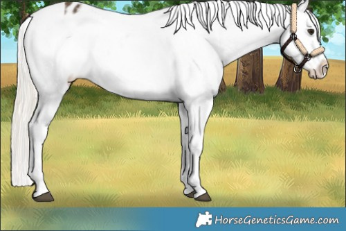 Horse Color:Silver Buckskin Tobiano Snowflake Varnish