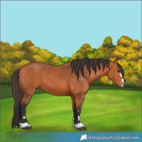 Horse Color:Bay 