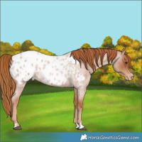 Horse Color:Red Roan Appaloosa 
