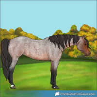 Horse Color:Brown Roan 