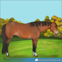 Horse Color:Bay 