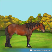Horse Color:Bay 