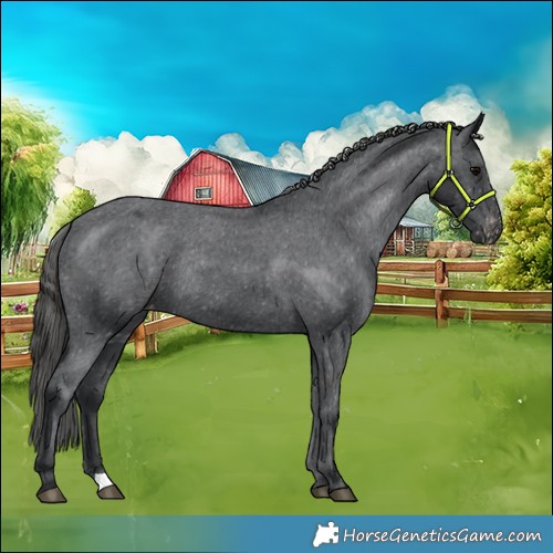Horse Color:Black Appaloosa Rabicano 