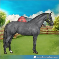 Horse Color:Black Appaloosa Rabicano 