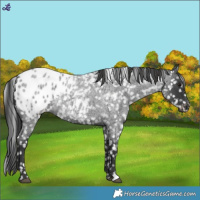Horse Color:Blue Roan Blanket 