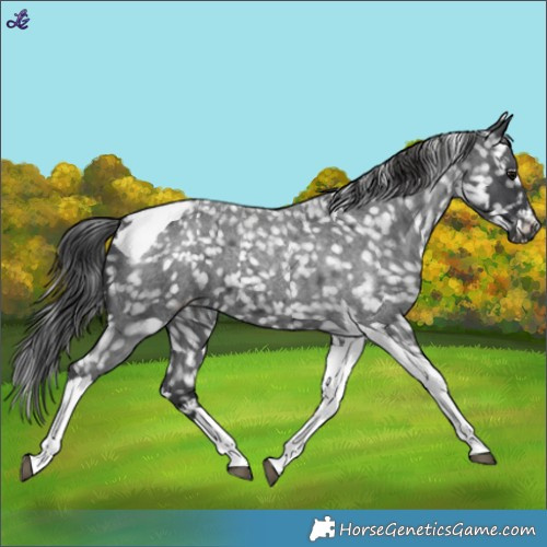 Horse Color:Blue Roan Tobiano Snowflake Varnish 