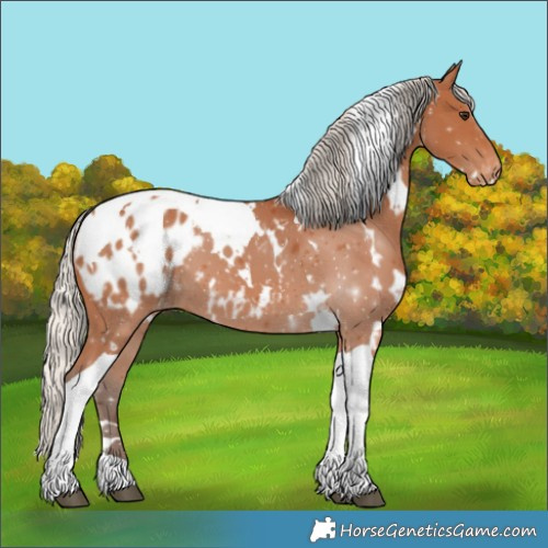 Horse Color:White Spotted Silver Bay Tobiano Appaloosa 