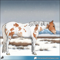 Horse Color:White Spotted Silver Bay Tobiano