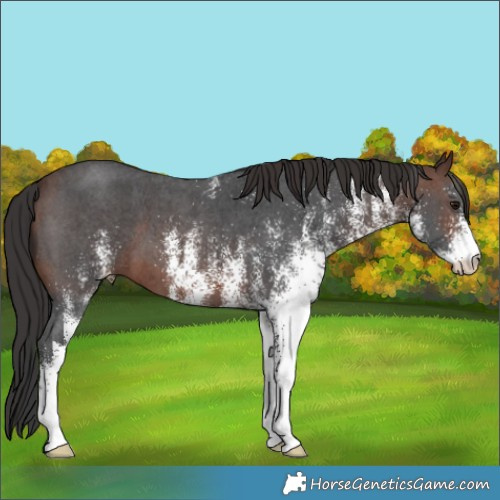 Horse Color:White Spotted Brown 
