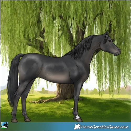 Horse Color:Black Rabicano 