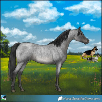 Horse Color:Blue Roan Mushroom Rabicano