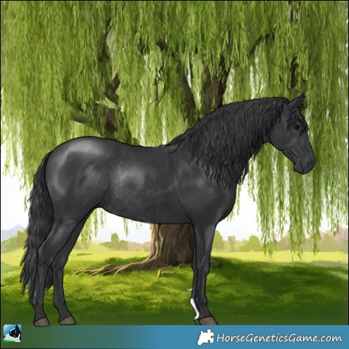 Horse Color:Black Rabicano