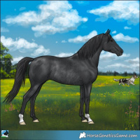 Horse Color:Black Rabicano 