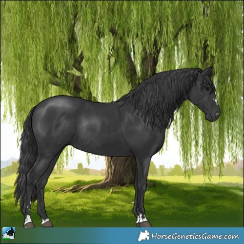 Horse Color:Black Rabicano