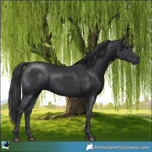 Horse Color:Black Mushroom Rabicano