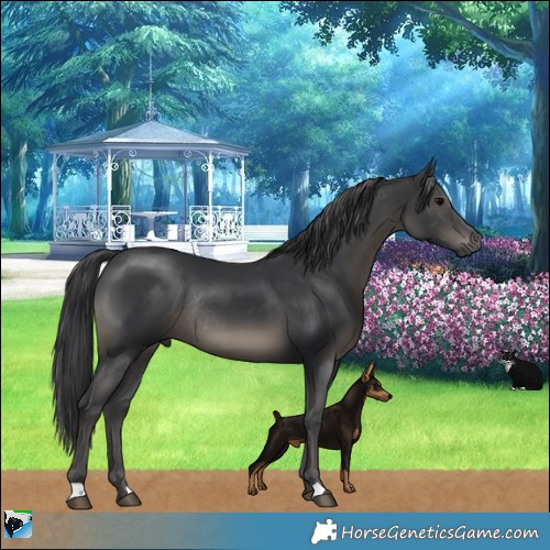 Horse Color:Black Mushroom Rabicano 