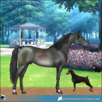 Horse Color:Black Mushroom Rabicano