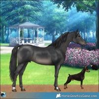 Horse Color:Black Mushroom Rabicano 
