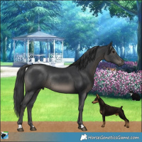 Horse Color:Black Mushroom Rabicano